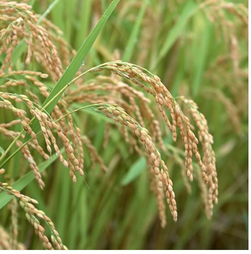 Arroz